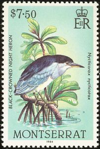 Black-crowned Night-heron (Nycticorax nycticorax)